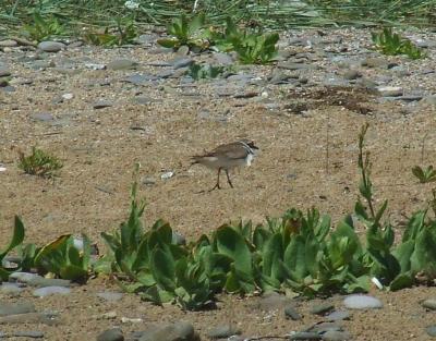 Прикрепленное изображение: b01.jpg